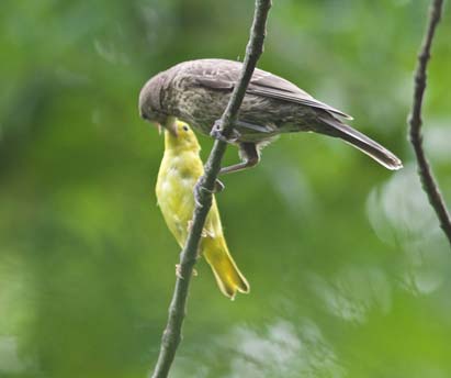 yellow warbler with cowbird